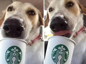 娱乐吃瓜酱狗狗领冰淇淋,娱乐吃瓜酱带你领略萌宠甜蜜瞬间